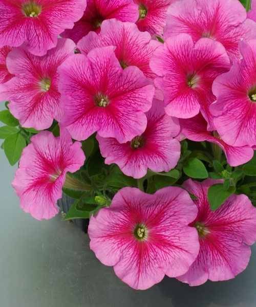 366.19 Petunia mf Lambada rose veined 06 h108